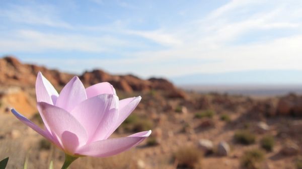 Fleur de Jéricho : secrets de sa rouverte spectaculaire