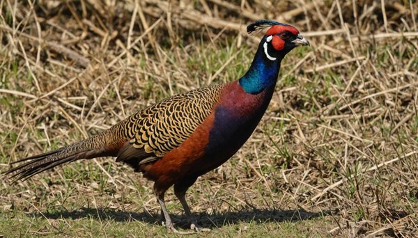 Que mange un faisan sauvage ? explorez son régime étonnant !